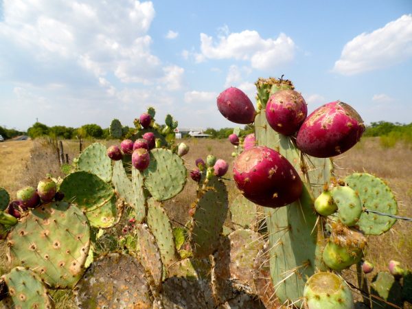 Prickly pear weed control Toowoomba and Darling Downs