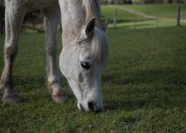 Pasture improvement in Toowoomba, Lockyer Valley and Darling Downs