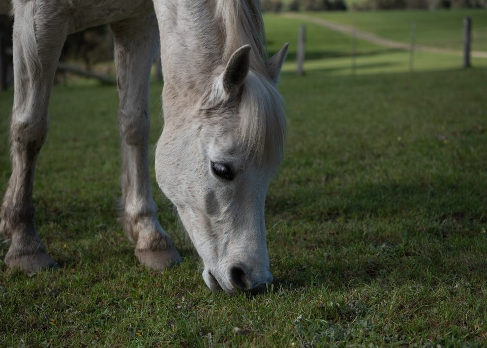 Pasture improvement in Toowoomba, Lockyer Valley and Darling Downs