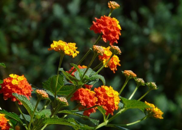 Toowoomba weed control