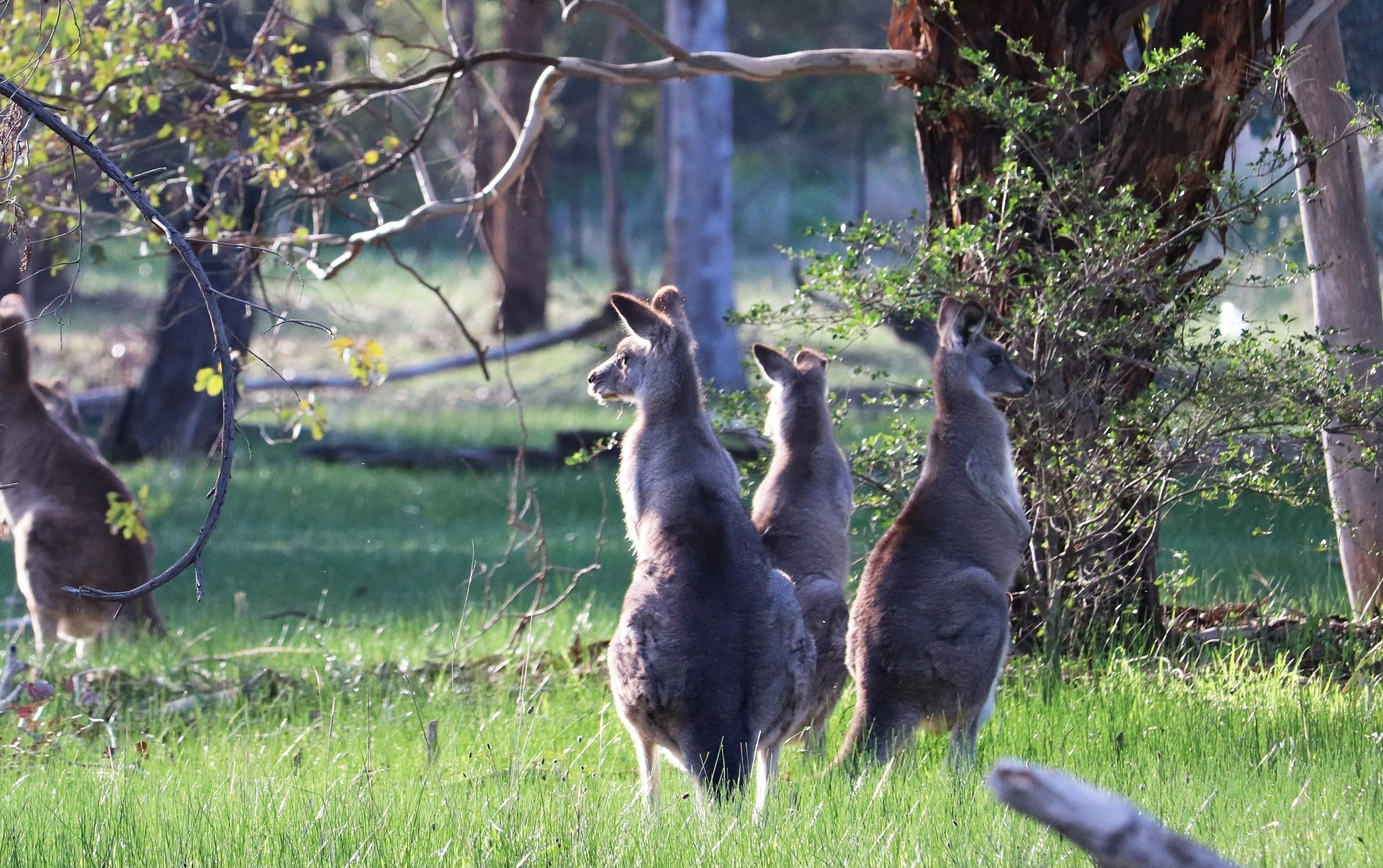 Weed control Lockyer Valley