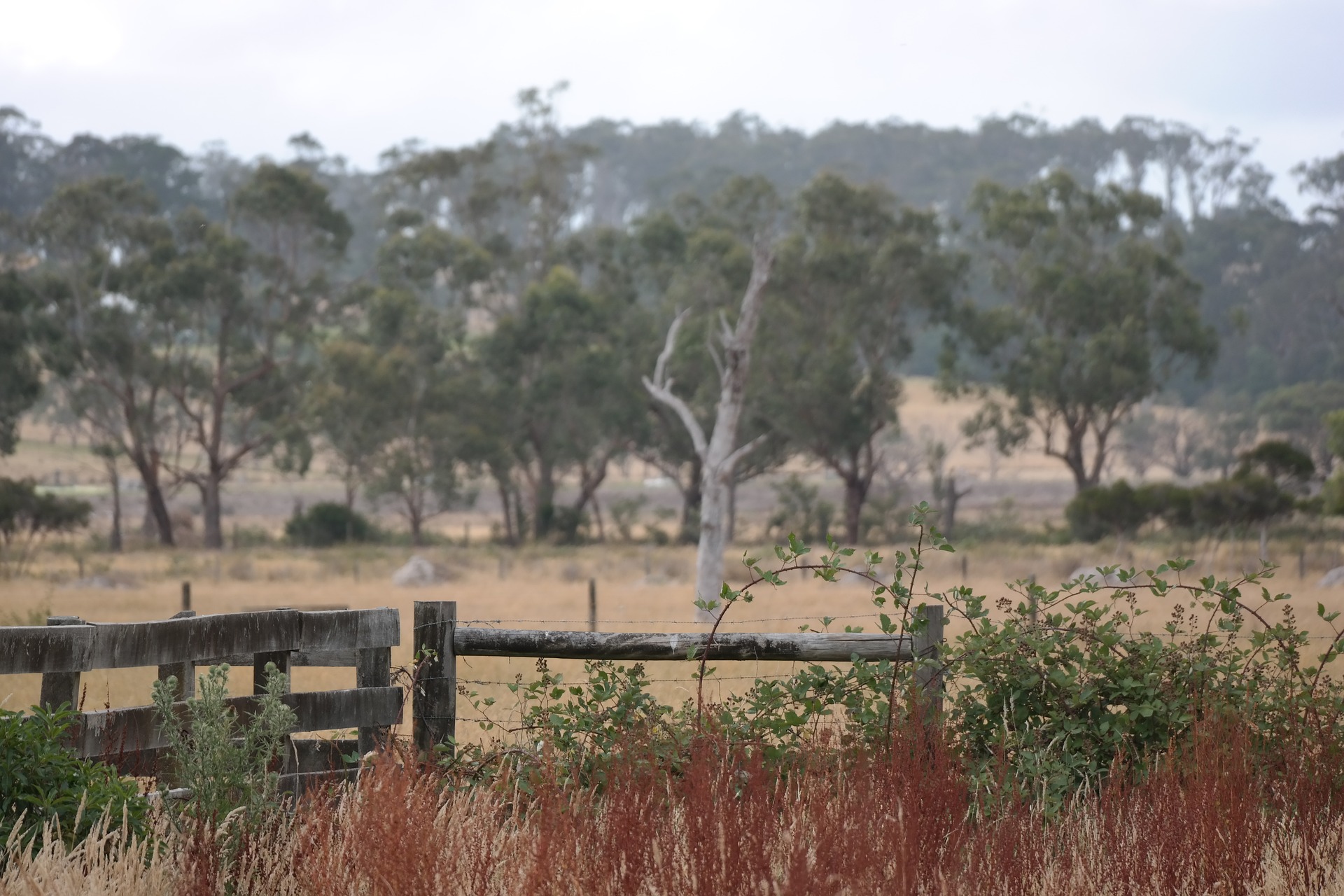 weed killer Toowoomba